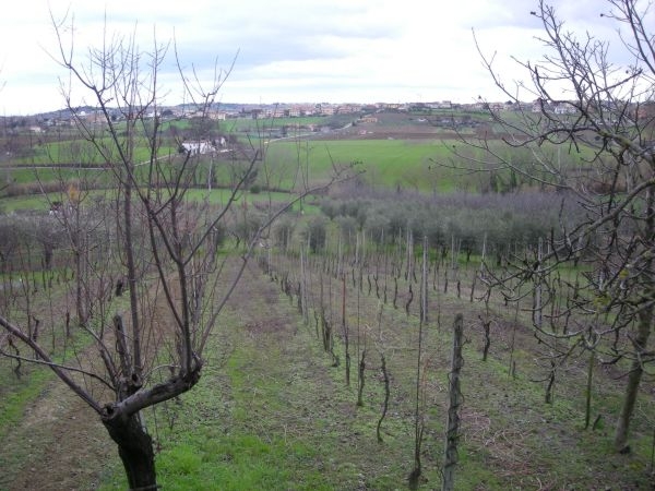 vigna